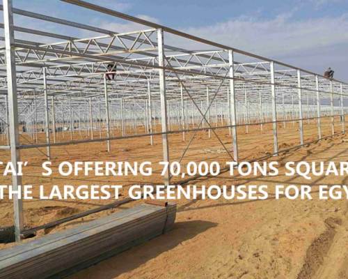 頭條新聞！ 埃及最大的溫室項目！