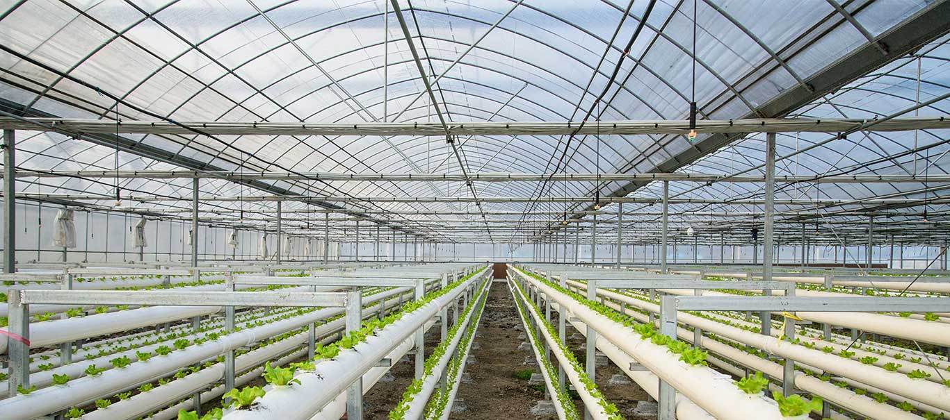 Steel pipes for greenhouse structures