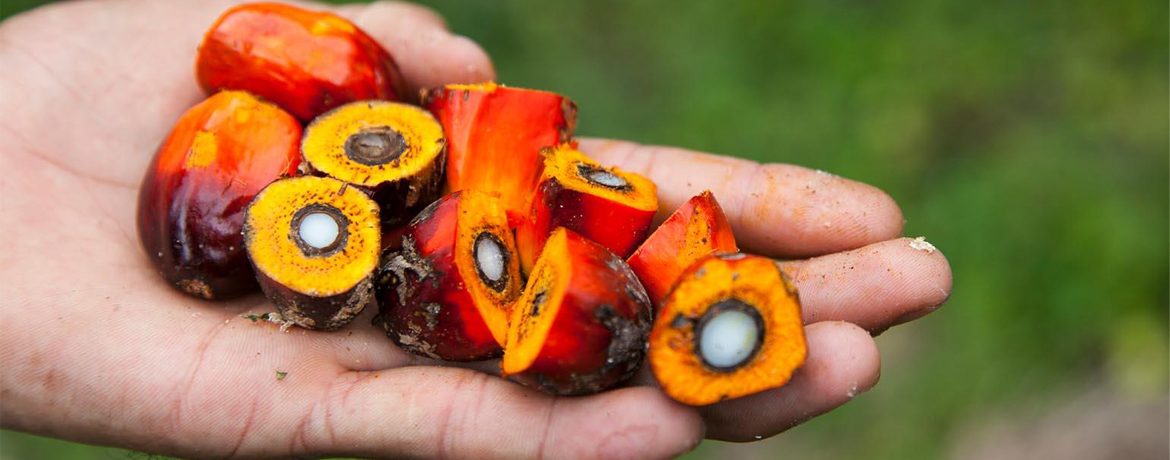 Palm oil