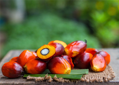 Palm Oil industry chain