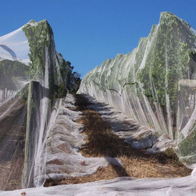 Bee netting for citrus growing with UV 5years waranty manufactured by customers' specifications