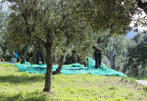 Olive harvesting net