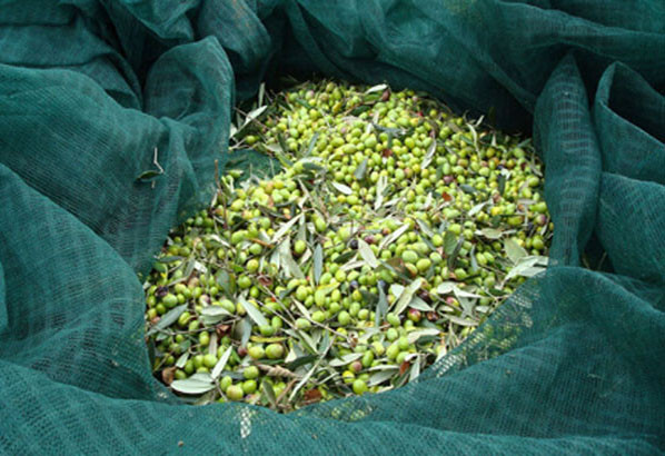 Olive harvesting net