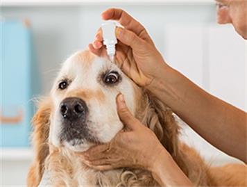 Plastic Squeeze Bottles for Pet Health Care