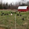 Equipment needed for poultry farming