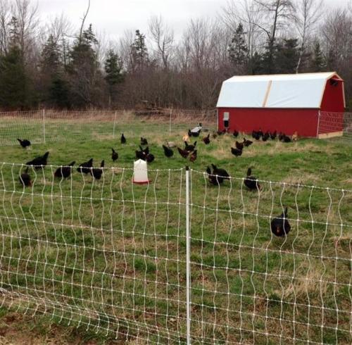 Equipment needed for poultry farming