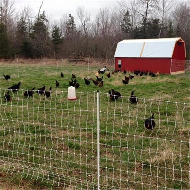 Les fonctions et avantages des clôtures électriques utilisées dans les fermes d'élevage