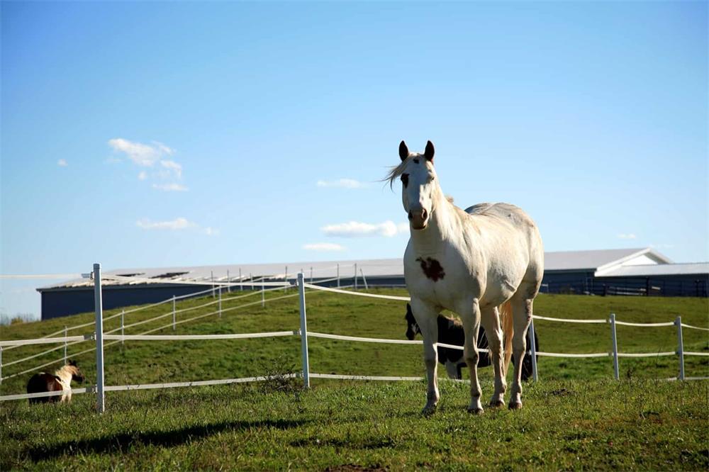 different types of electronic fences