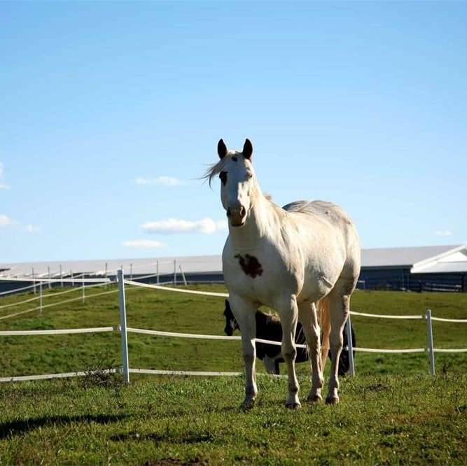 What Are the Types of Electric Fences?