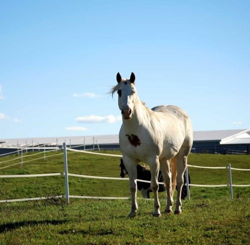 Electric Fence Troubleshooting Test