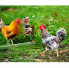Poultry Netting: Best Kind To Buy