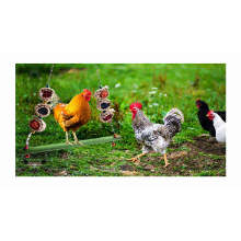 Poultry Netting: Best Kind To Buy