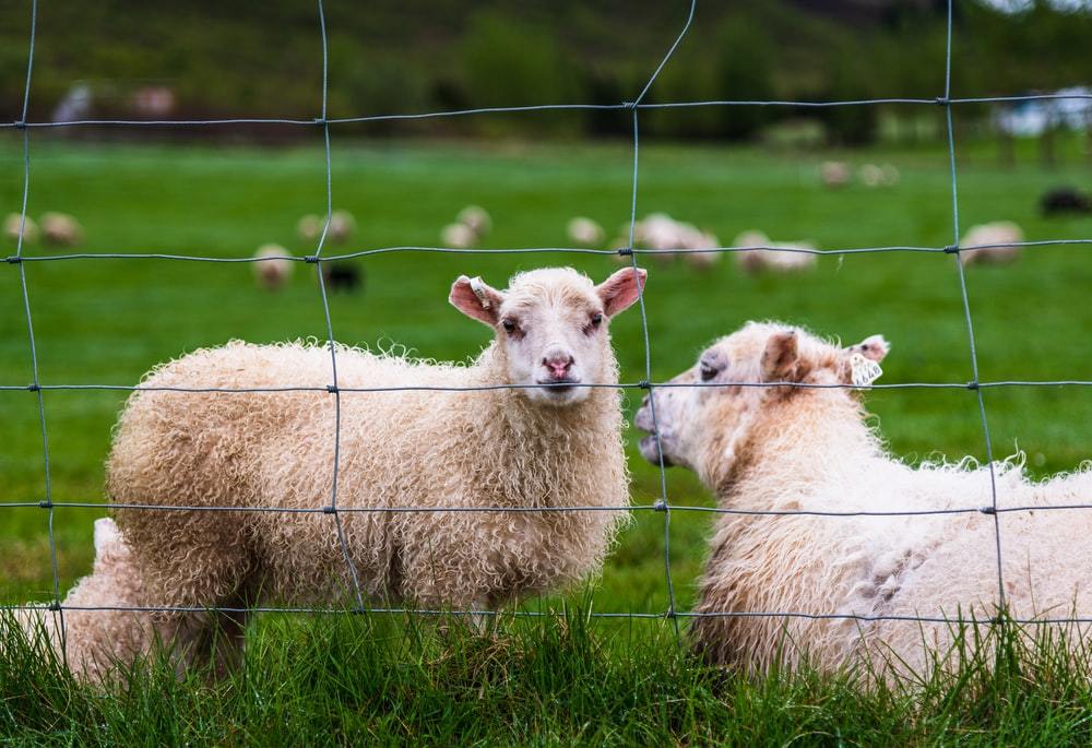  some specific methods and steps for diagnosing electric fence