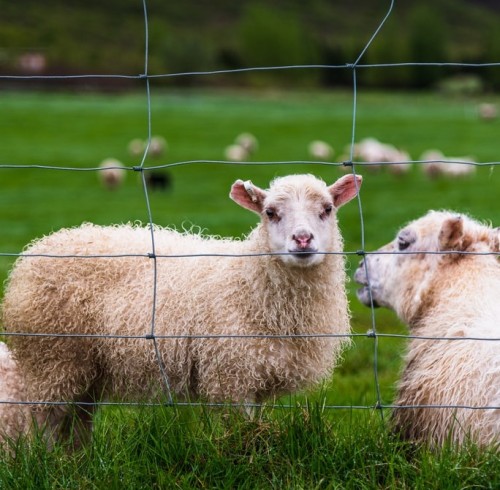 5 Ways to Diagnose Electric Fence Failures