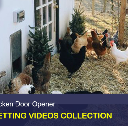 AD001 Chicken Coop Door Opener Videos Collection