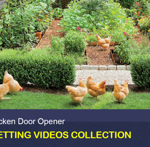 AD006 Chicken Coop Door Opener Videos Collection