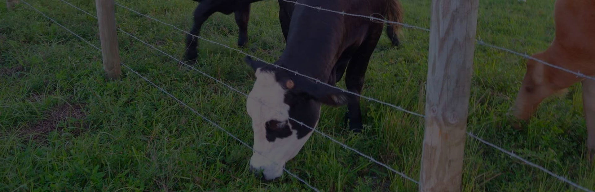 how to set up an electric fence for cattle?