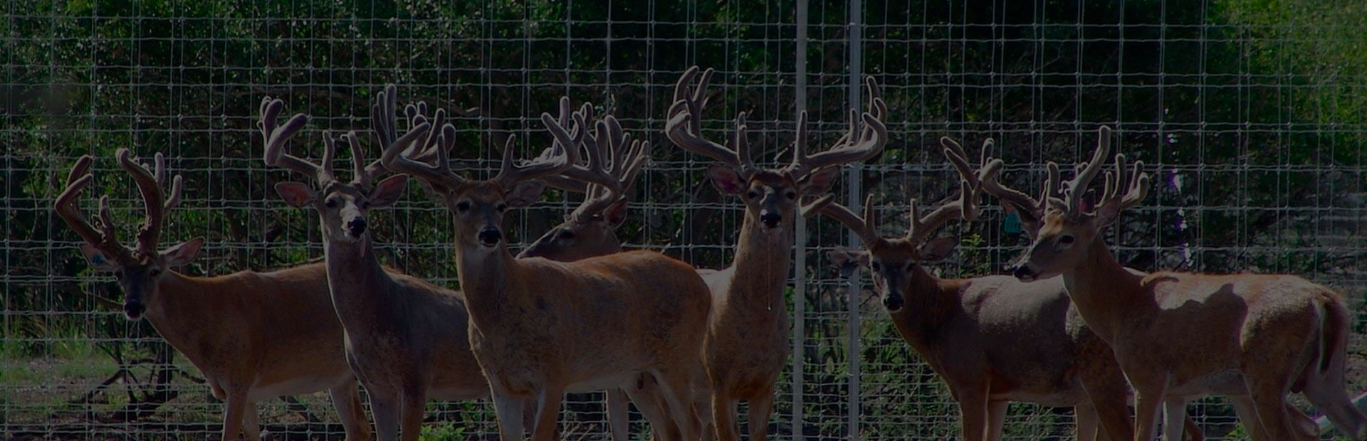 fence for deer