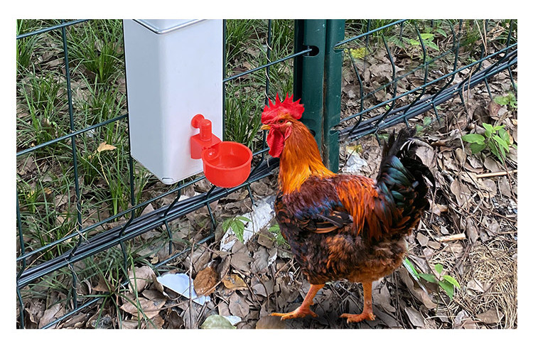 poultry water drinker