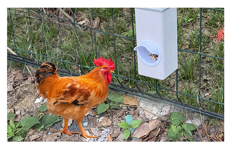Automatic Poultry feeder
