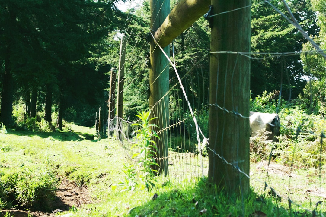 A fence line with heavy vegetation touching the wires
