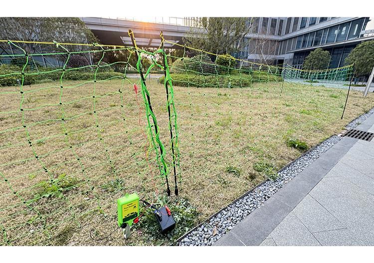 hps fence electric poultry netting