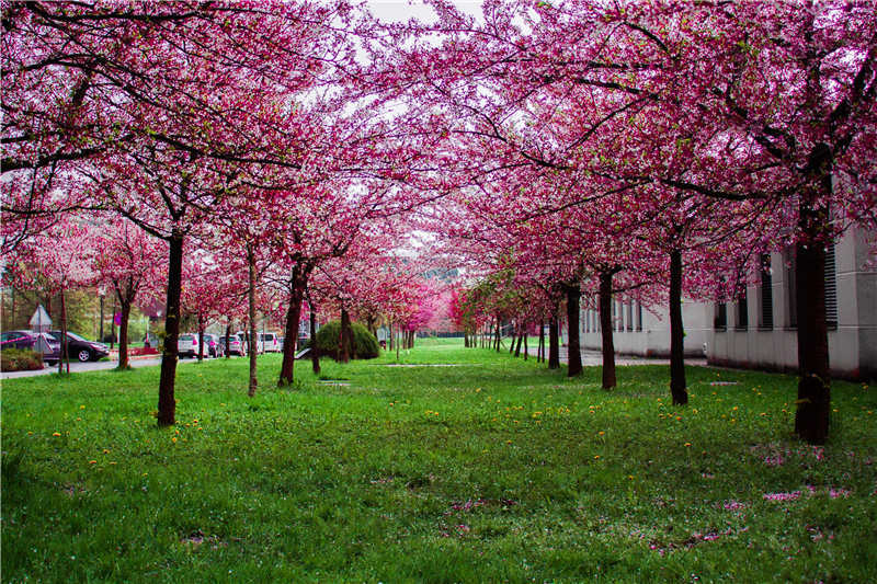 The cherry blossom boom in Japan. Perfume bottles online select