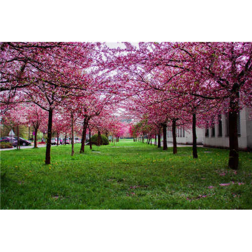 The cherry blossom boom in Japan. Perfume bottles online select