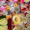 Horatio London: Where Crystal Art Meets Niche Perfume Poetry