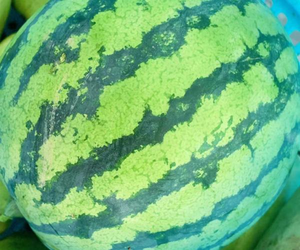 TPON Solar Water Pump Factory: Successful Harvest