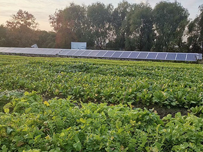 TPON Solar Pump Factory Test Field: Winter Greenery, Warmth from the Sun