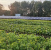 TPON Solar Pump Factory Test Field: Winter Greenery, Warmth from the Sun
