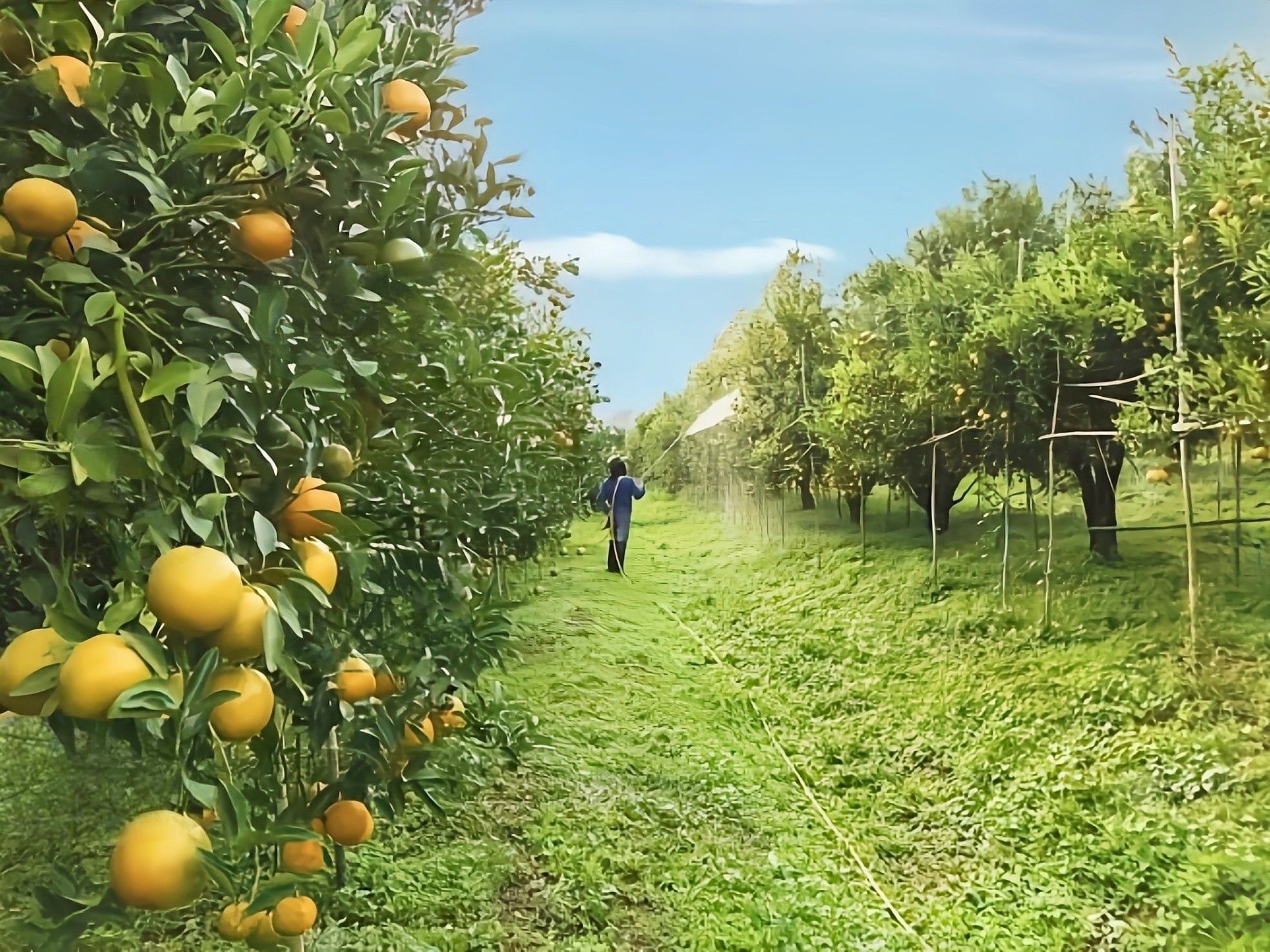 Orchard watering