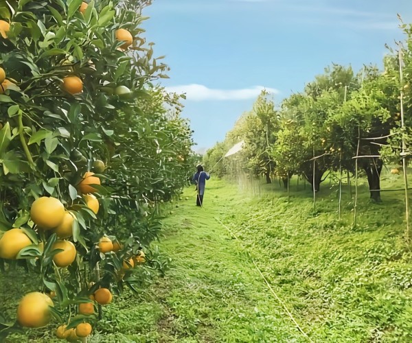 Solar Water Pump: a Green Power Source for Ecological Orchards