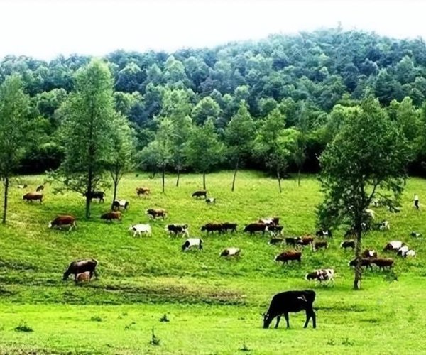 Application of Solar Pumps in Livestock Water Supply
