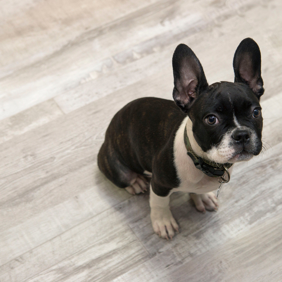 Best vinyl plank flooring for pets