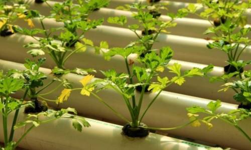 The importance of humidity when plant grow. EAST DEHUMIDIFIERS for global dehumidifiers OEM, ODM.