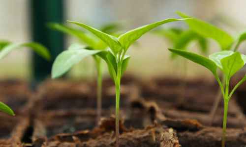 Effects of humidity on plant growth