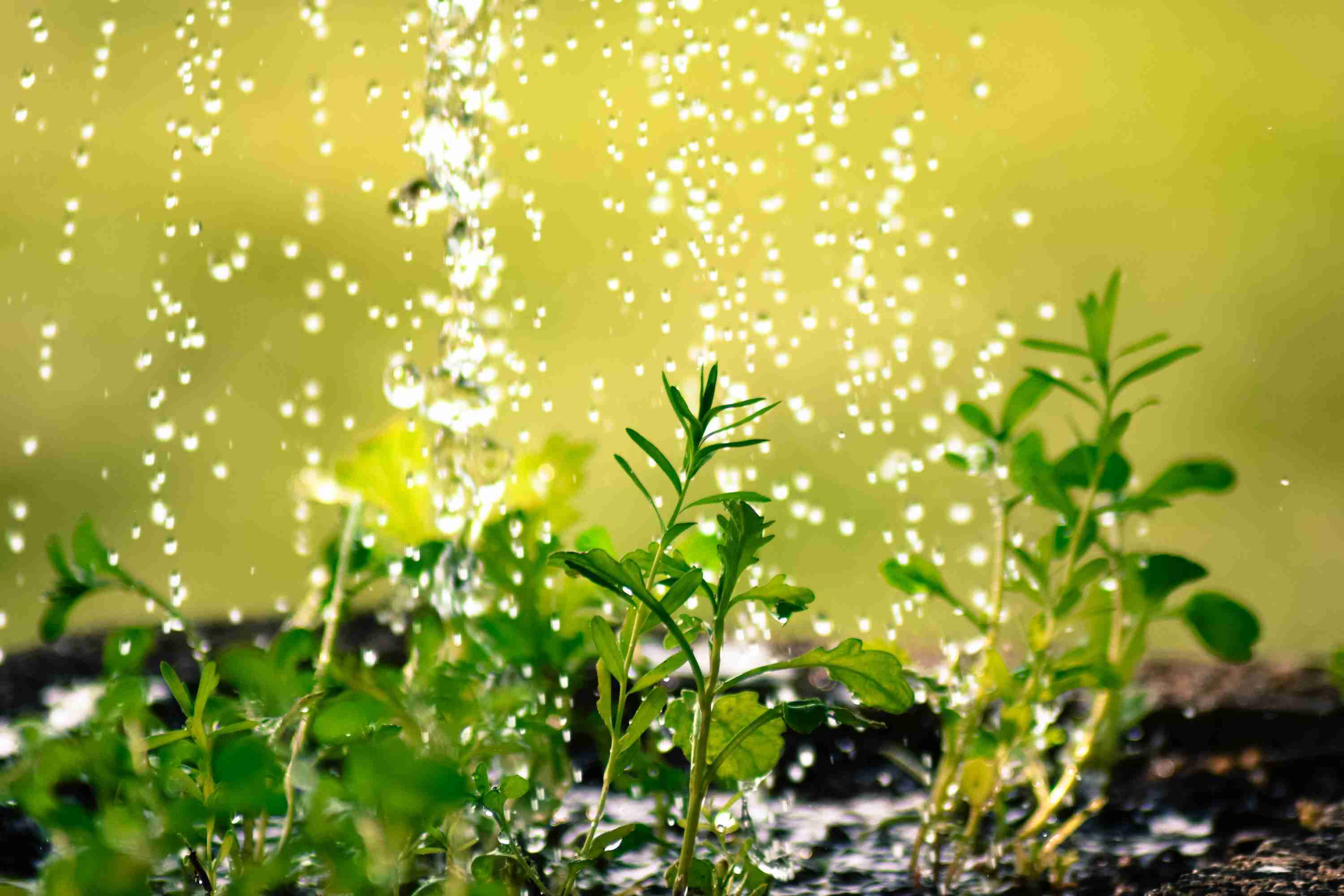 Цветы пьют воду. Вода и растения. Дождь и растения. Дождевая вода. Капли воды.