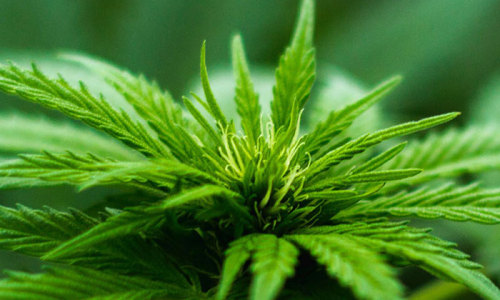 Choosing A Suitable Dehumidifier for VPD Greenhouse.