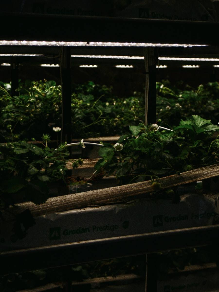 Indoor grow room with plants under horticultural LED grow lights