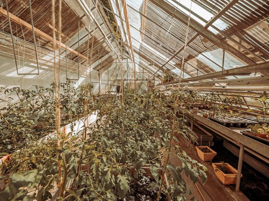 A greenhouse filled with many healthy plants