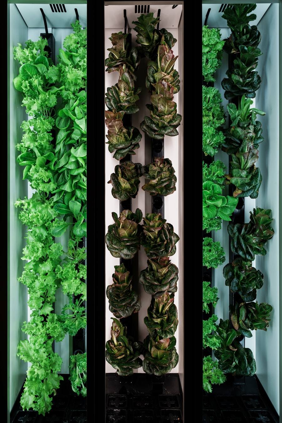 Vertical farm with rows of leafy green plants under indoor cultivation lighting