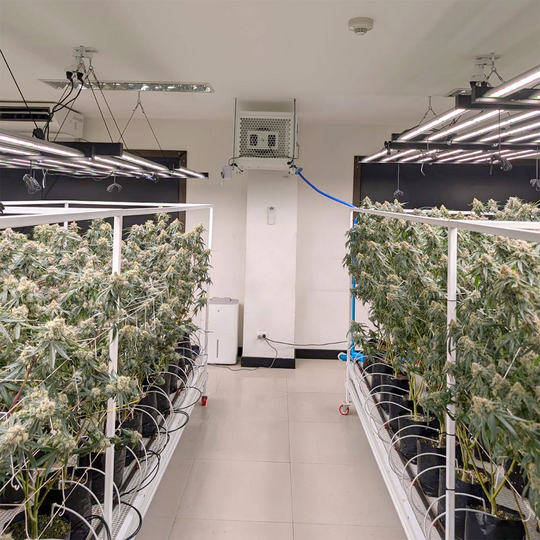 Indoor grow room with plants under horticultural LED grow lights