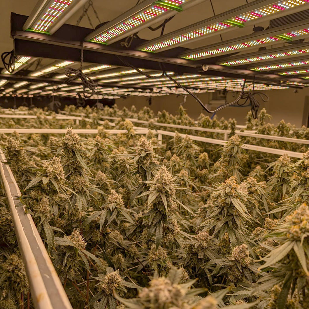 Vertical farm with rows of leafy green plants under indoor cultivation lighting