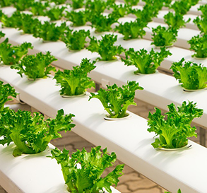 Cannabis plant in Thailand 2021. | EAST DEHUMIDIFIERS for global dehumidifiers OEM, ODM.