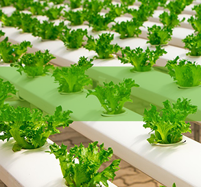 Plant grow dehumidifiers. EAST DEHUMIDIFIERS for global dehumidifiers OEM, ODM.