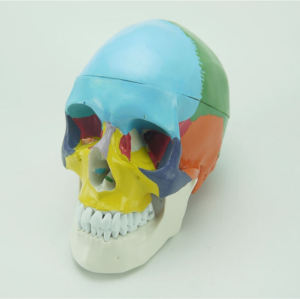 Life Size Colored Skull Medical Model, Plastic Anatomy Skull Model