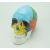 Life Size Colored Skull Medical Model, Plastic Anatomy Skull Model