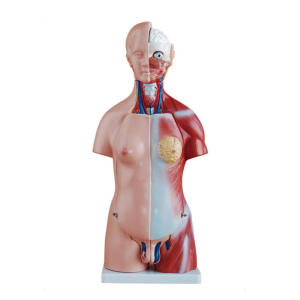 Anatomical Model Human Body Torso Anatomy Model
